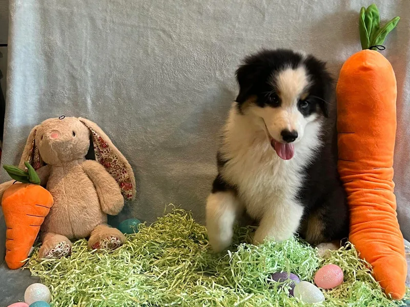 Bazinga! Australian Shepherds photo 1