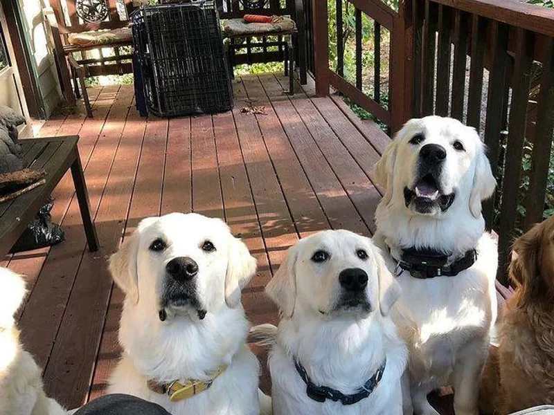 Bazzles Cream Retrievers