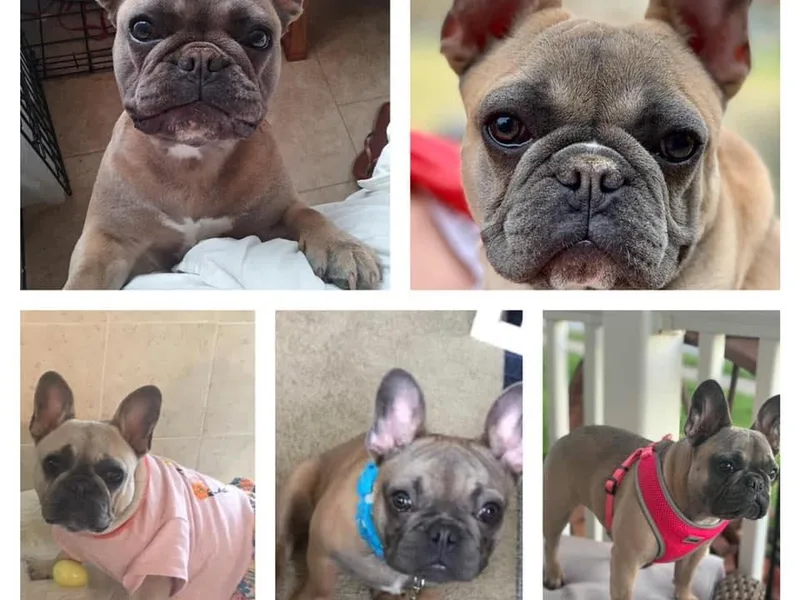 BB's Bulldogs