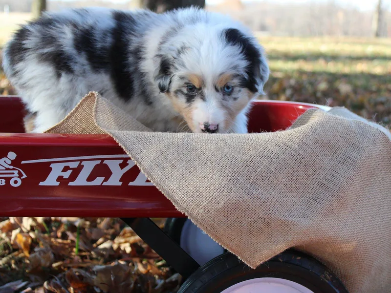 BC Australian Shepherds