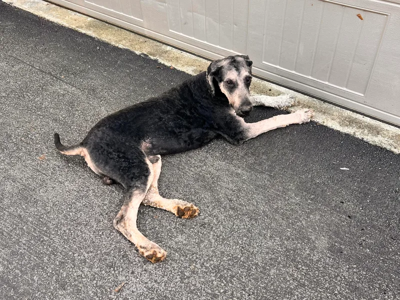 BC’s Poodles on the Mountain