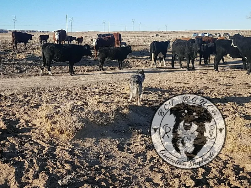 BCT Ranch Australian Shepherds