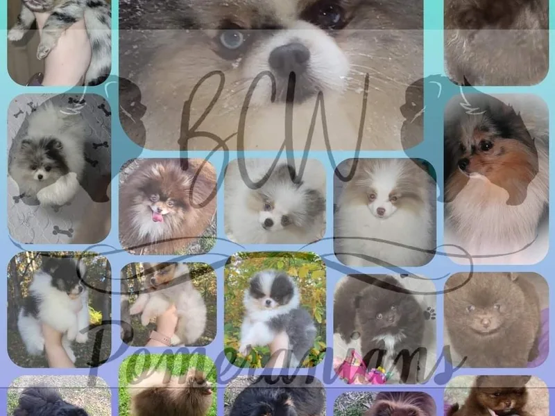 BCW POMERANIANS