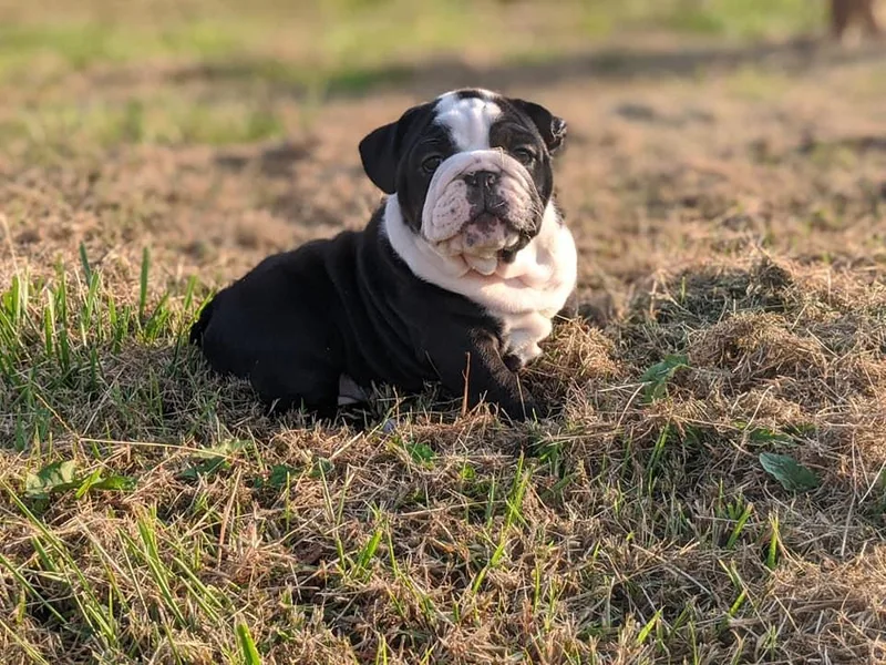 BDK Bulldogs