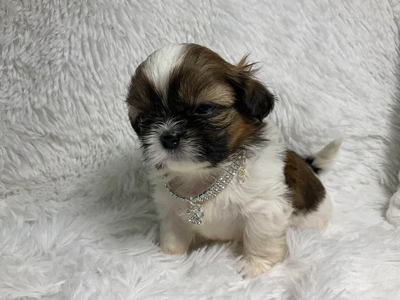 Be Dazzled Shihtzu