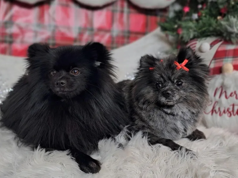 BE North GA Pomeranians