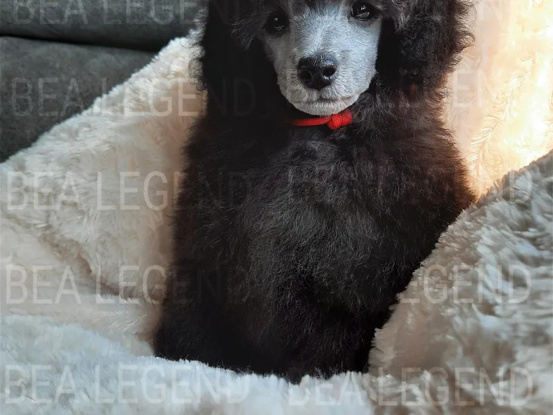 Bea Legend Toy and Mini Poodles