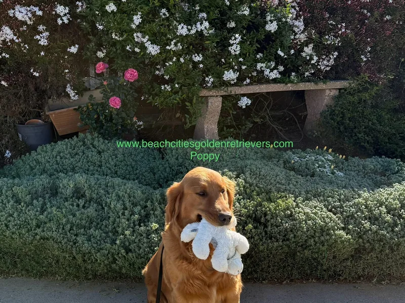 Beach Cities Golden Retrievers