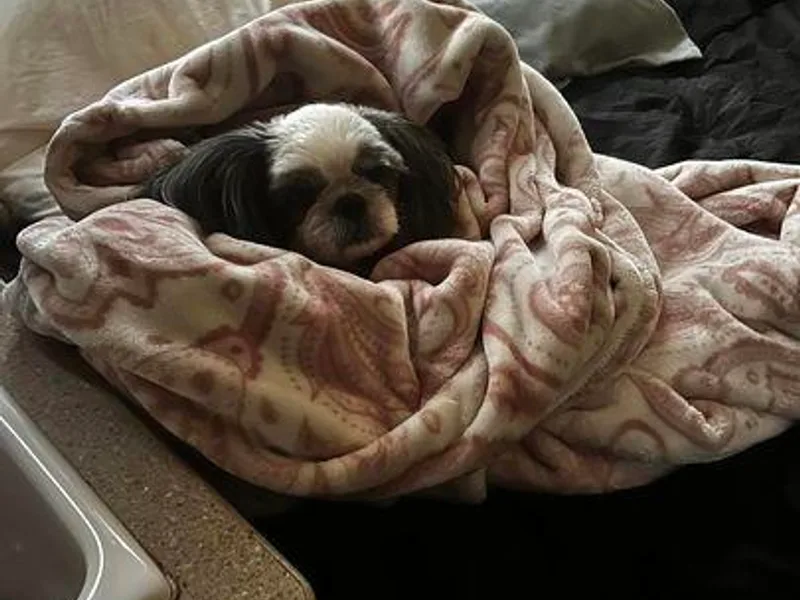 Beachamp’s Shih tzu’s