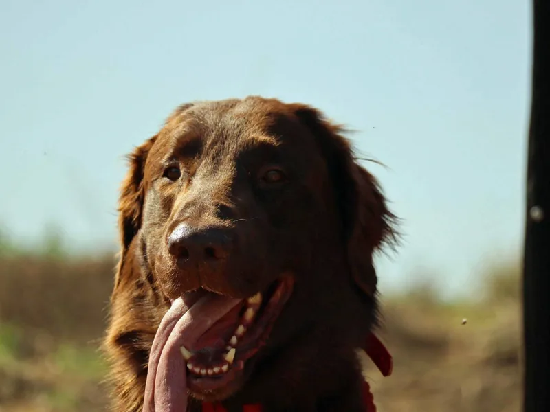 Beachrunner Flatcoats