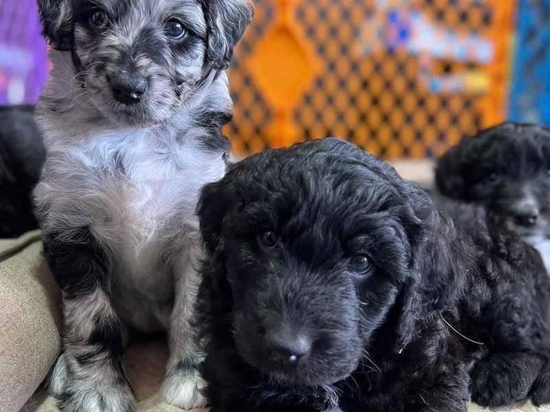 Beachside Aussiedoodles