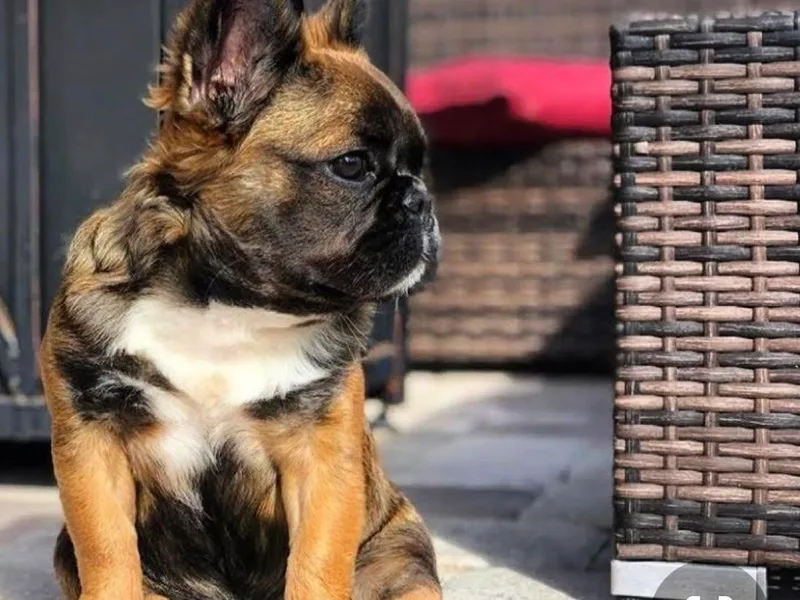 Beachtown Fluffy’s