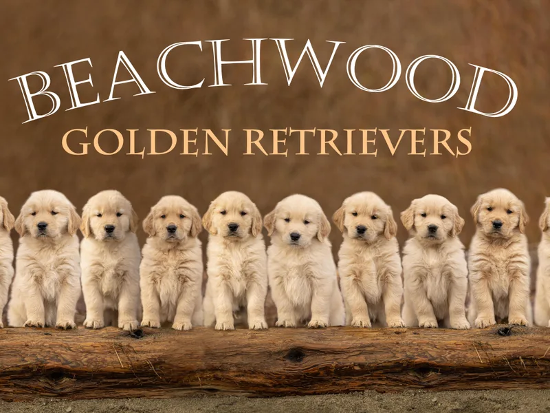 Beachwood Golden Retrievers