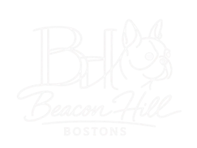 Beacon Hill Bostons