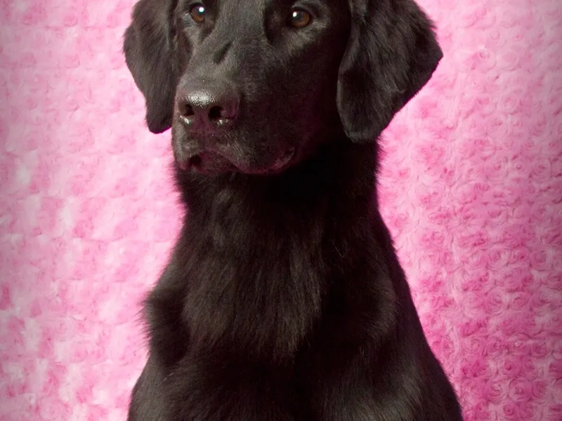 Beacon's Flat-Coated Retrievers