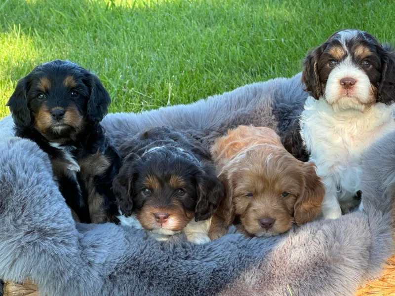 Beagles and Beyond, LLC