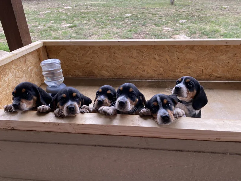 Beagles Closed/Retired