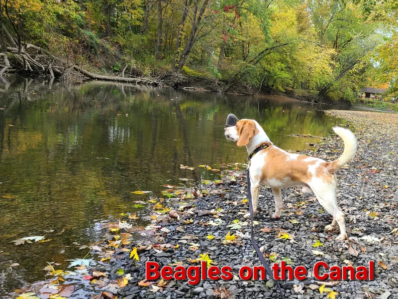 Beagles on the Canal
