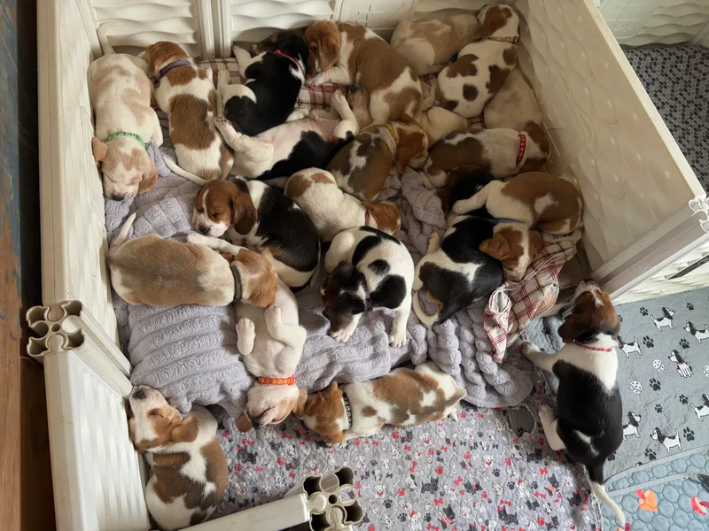 Beagles on the Run
