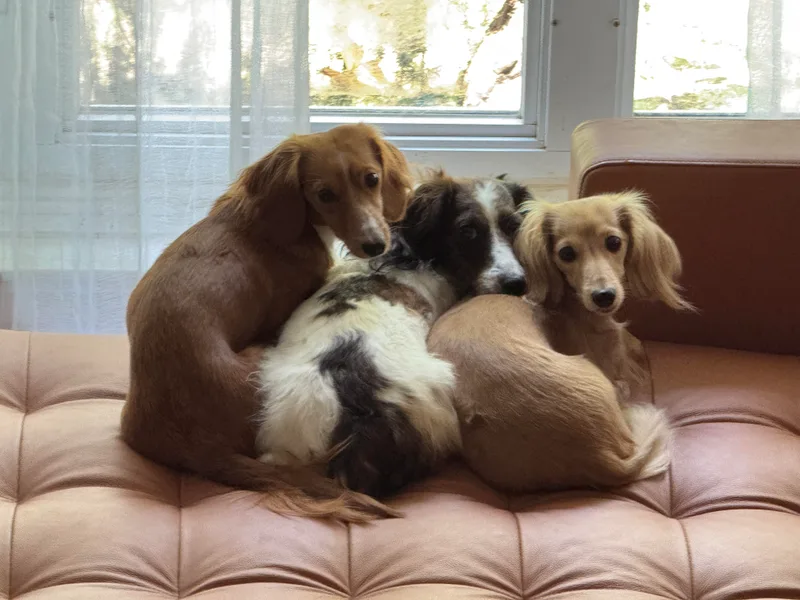 Beaks and Barks, LLC