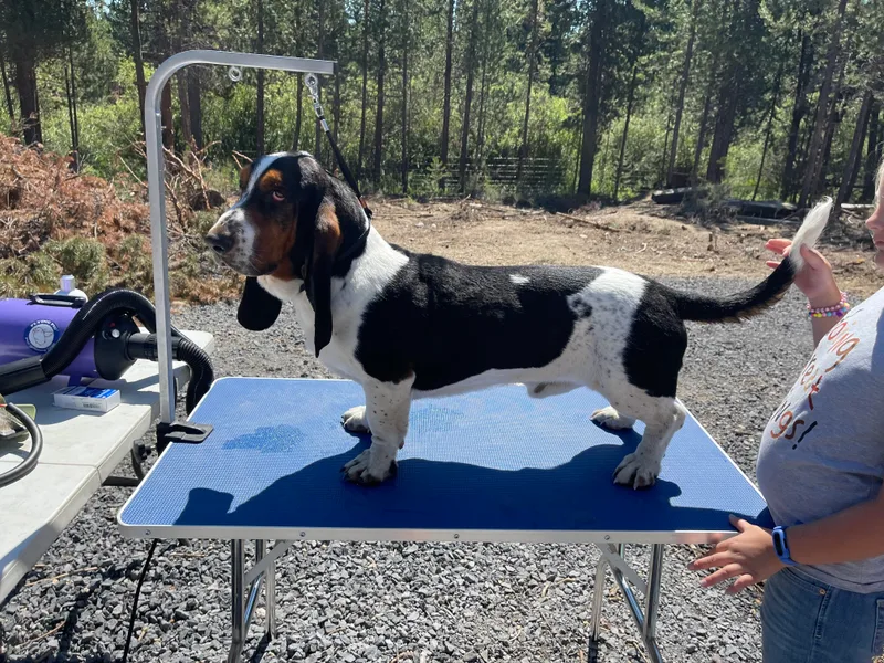Beales Butte Bassets