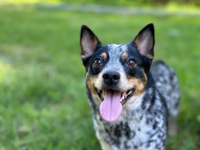 Beam’s Cowboy Corgi’s