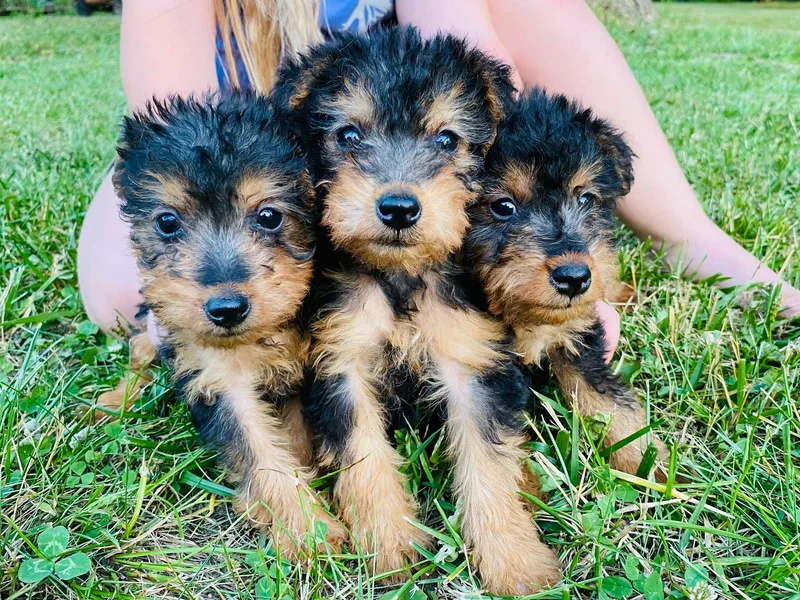 Bean Creek Dachshunds &amp; Terriers