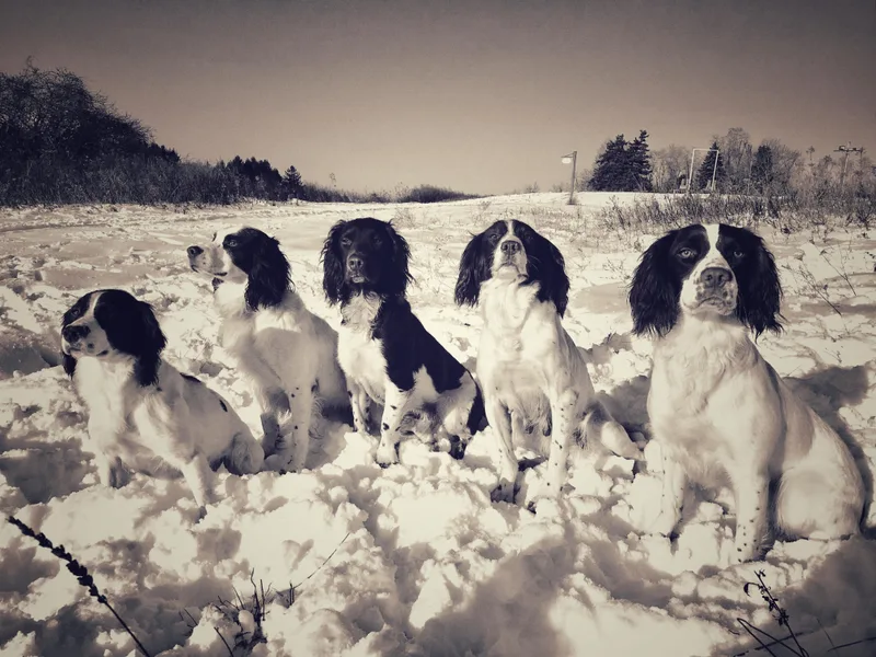 Bean Sidhe Springers