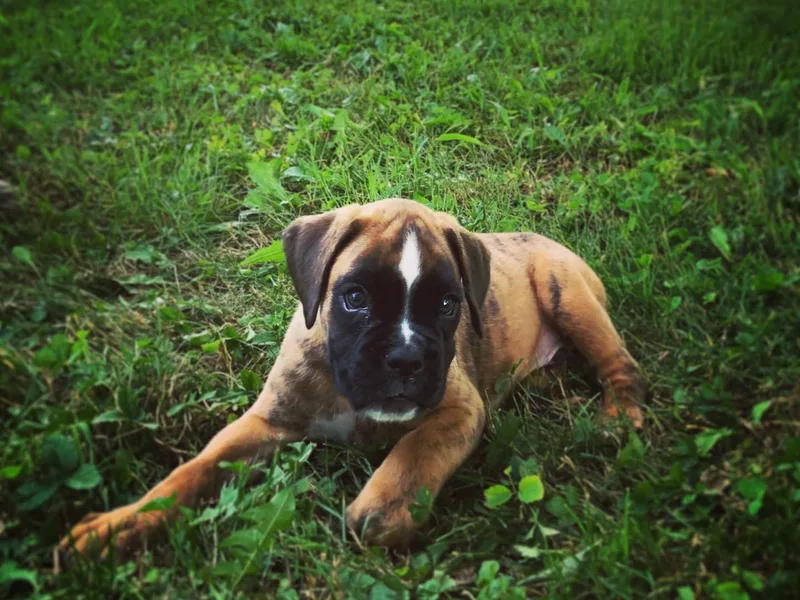 Beans Creek Boxers - Bohnen Bach