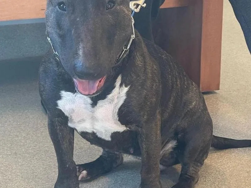 Beantown Miniature BullTerriers photo 1