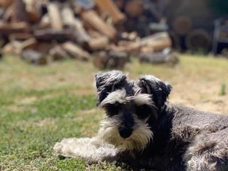 Bear + Bean Schnauzer Farm