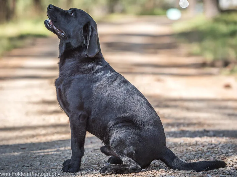 Bear Bones Labradors