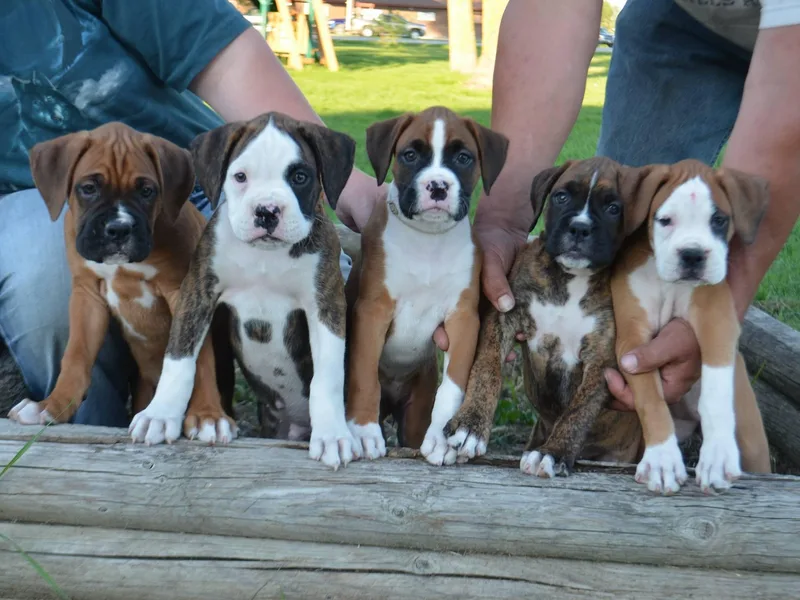 Bear Country Boxers