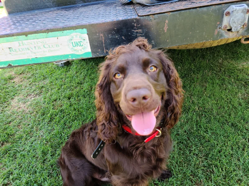 Bear Creek Boykin Spaniels