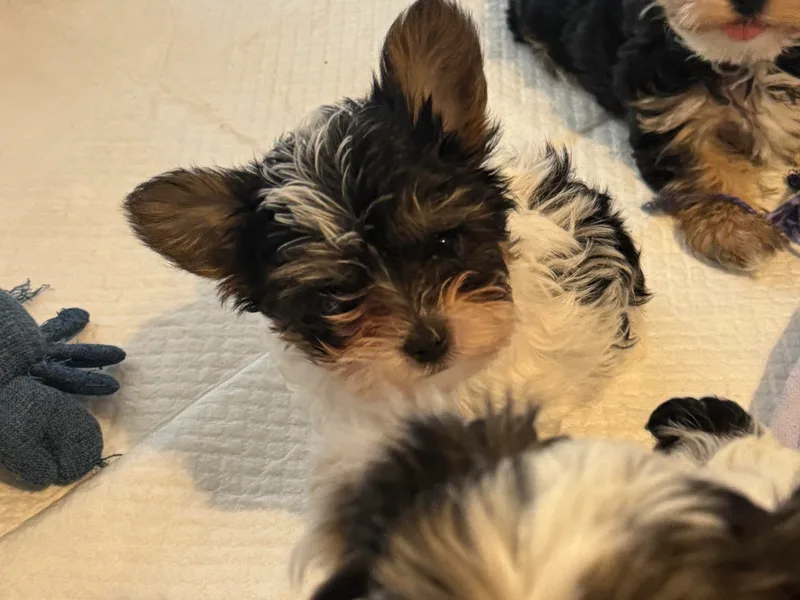 Bear Creek Dachshunds