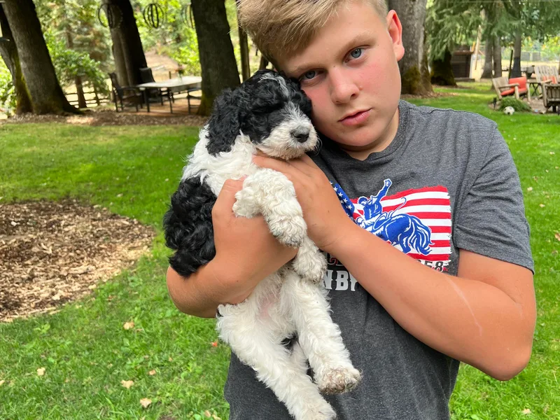 Bear Creek Labradoodles