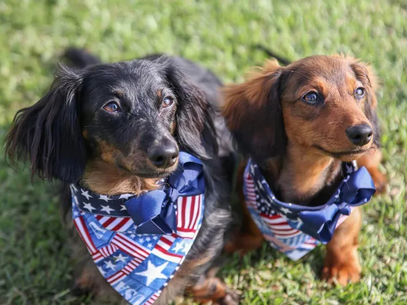 Bear Creek Mini Dachshunds