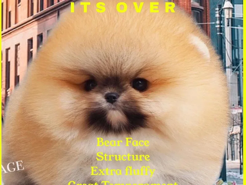 Bear face Pomeranian