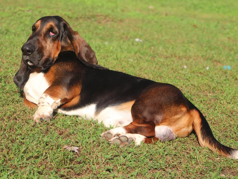 Bear Foot Bassets Of West Virginia