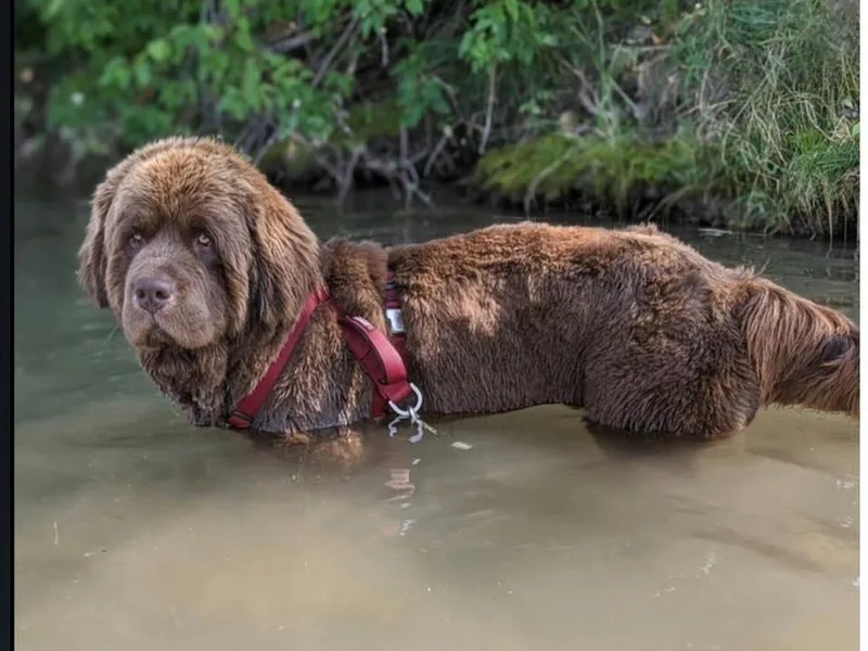 Bear Heart Newfoundlands, LLC