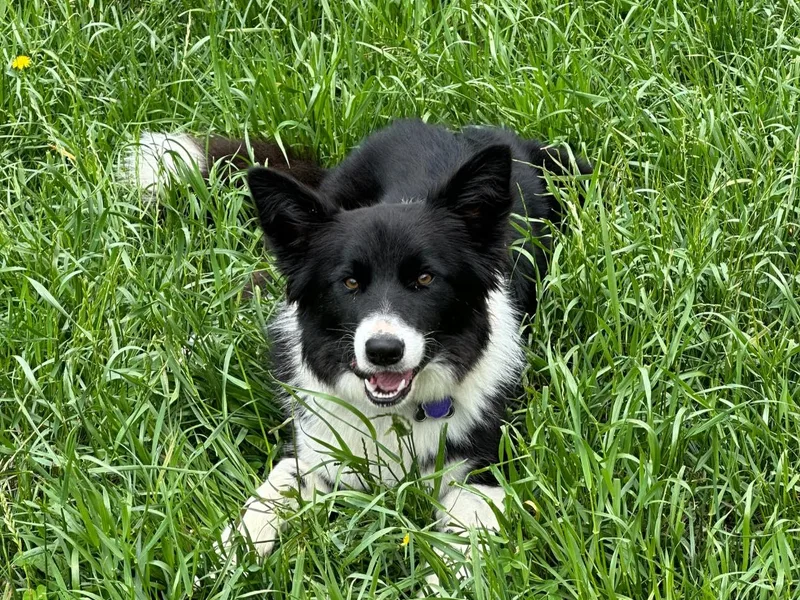 Bear Hollow Border Collies