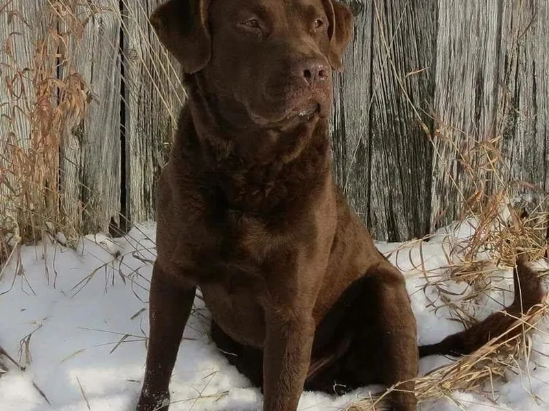 Bear Kreek Chesapeakes