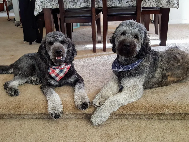 Bear Lake Bearded Retrievers