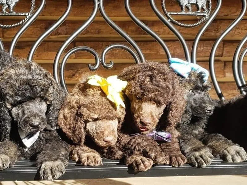Bear Mountain Poodles