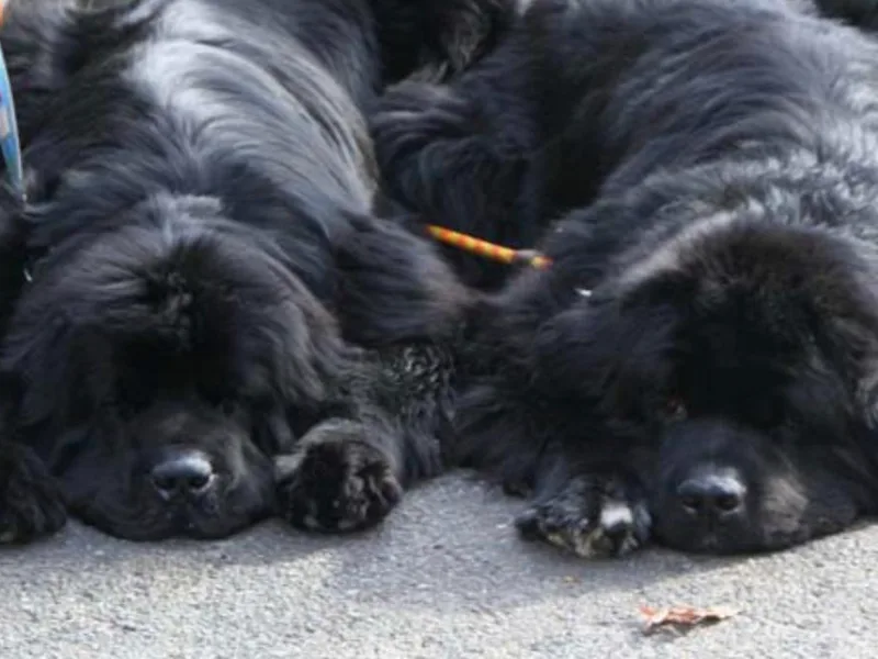 Bear N Mind Newfoundlands