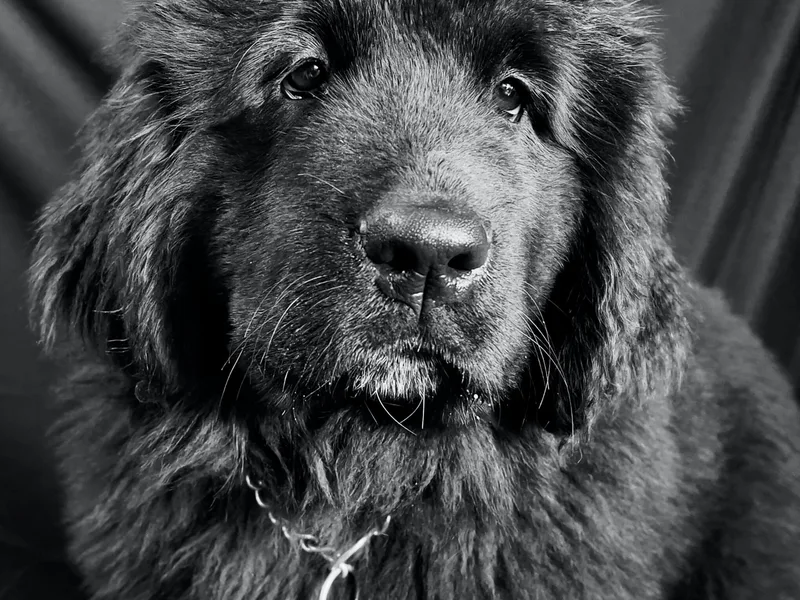 Bear Paw Newfoundlands