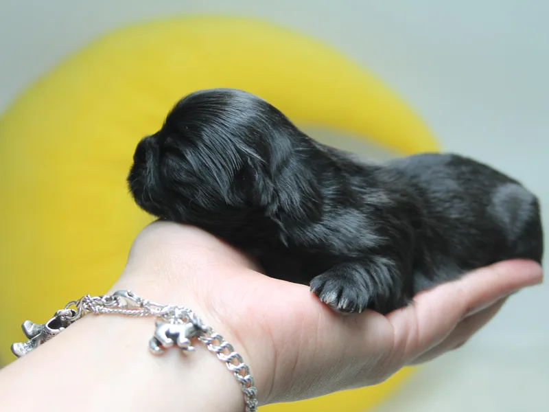 🧸 Bear Paws: Poodle &amp; Designer Toy Breed 🐩 photo 1