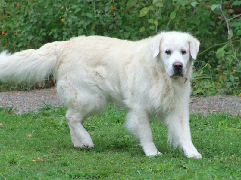 Bear Pond Retrievers