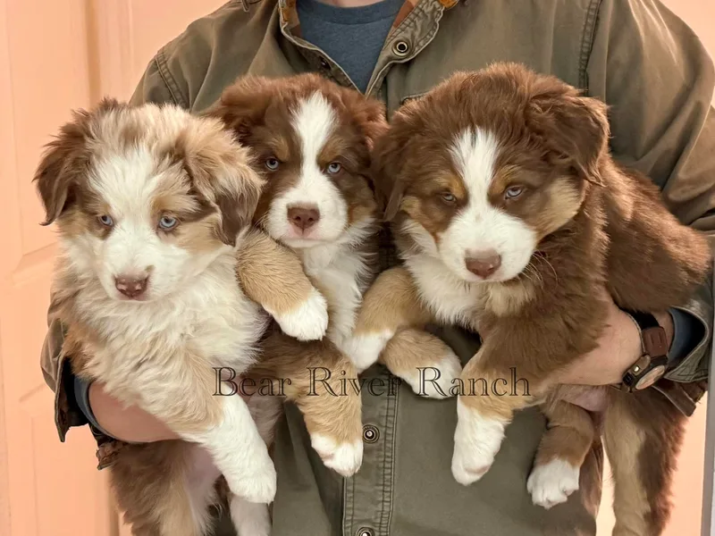 Bear River Ranch LLC