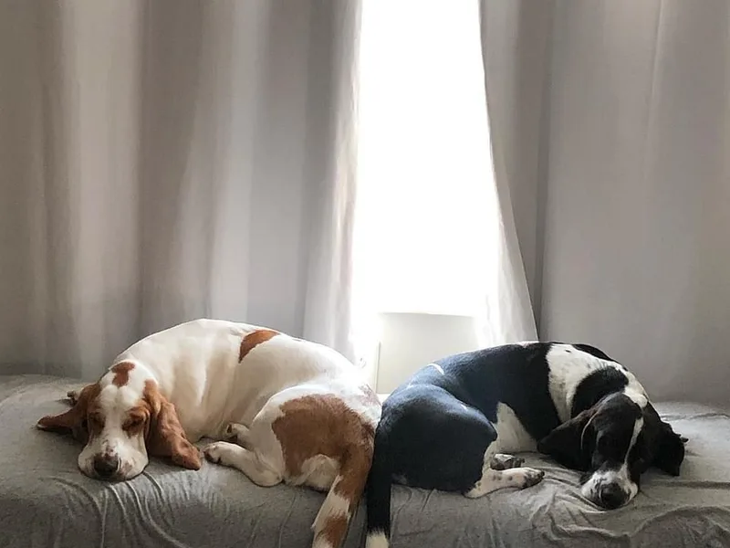 Bear’s Bassets